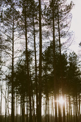 Obraz premium wood in dark green tone.