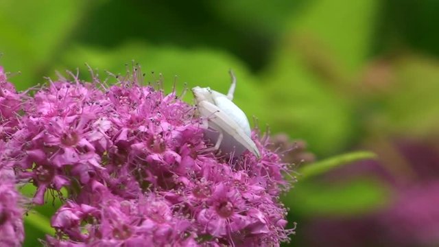 Eine wei&szlig;e Witwe auf einem japanischen Spierstrauch