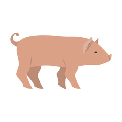 Pork icon. Livestock animal life nature and fauna theme. Vector illustration