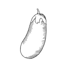 eggplant scetch. vector