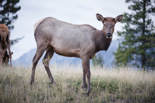 Elk in a medow 2
