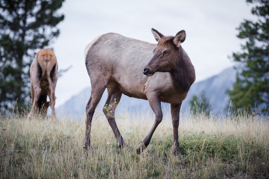 Elk in a medow 2