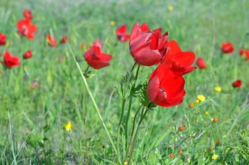 Wild Anemone flowers