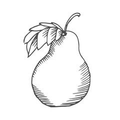 pear scetch. vector