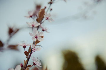 branches of a blossoming tree
