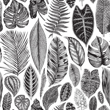 Vector seamless vintage floral pattern. Exotic leaves. Botanical classic illustration. Black and white