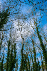 tree covered with ivy