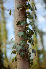 tree covered with ivy