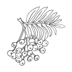 rawon scetch. vector