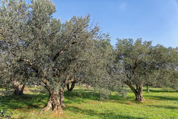 Olive trees