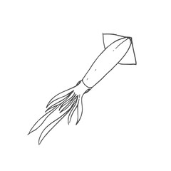Obraz premium squid scetch. vector