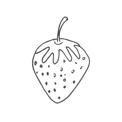 strawberry scetch. vector