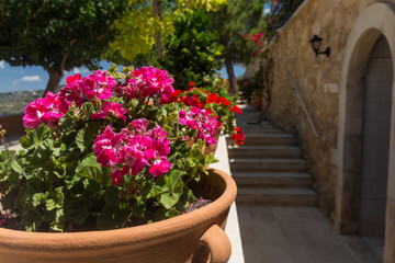 Pink Geranium flowers