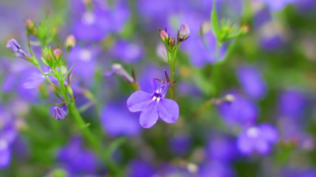 Macro shot of beautiful purple flowers of Lobelia, 4K video.