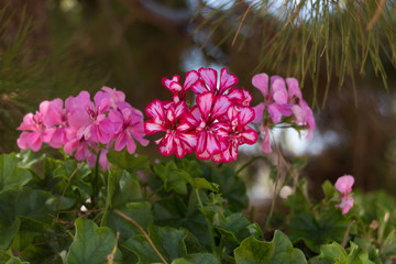 Pink Geranium flowers