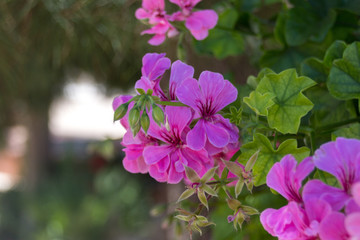 Purple Geranium flowers