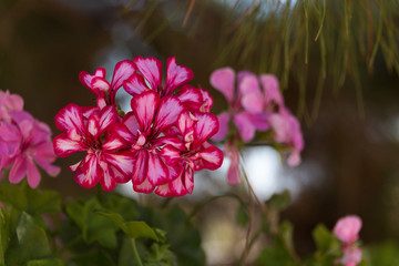 Pink Geranium flowers