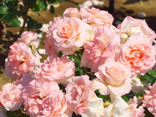 薔薇