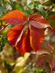 Red leaves of wild vine at autumn