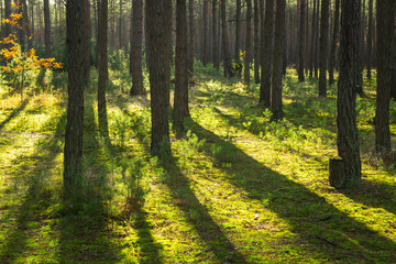 Obraz premium Green forest