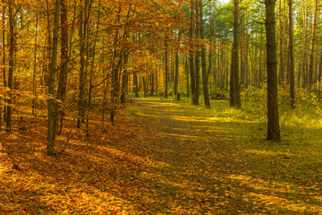 Forest Autumn Season