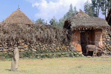 Donkey at the gate-walled settlement of the Oromo people-Ethiopia. 0524