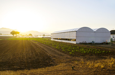 agricoltura biologica in Italia
