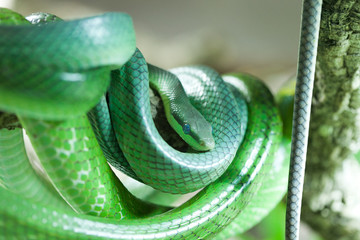 Fototapeta premium closeup of a green tree snake mamba