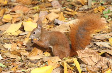 essendes Eichhörnchen