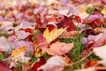 ray of sunlight on the fallen autumn leaves.