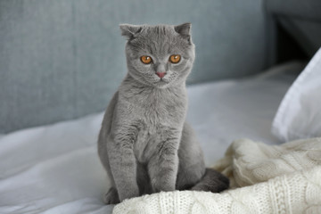 Fototapeta na wymiar British kitten on bed indoors