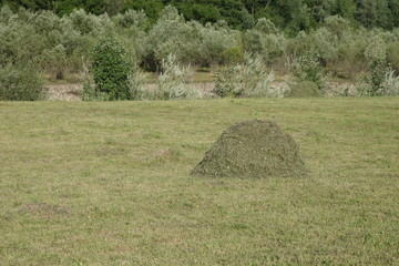 Outskirts of the village. Old traditional hay stacks, typical rural scene. Transcarpathia