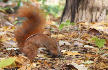 Eichhörnchen mit einer Nuss