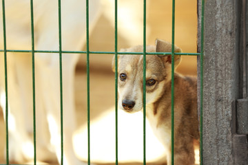 Portrait of homeless puppy in animal shelter cage