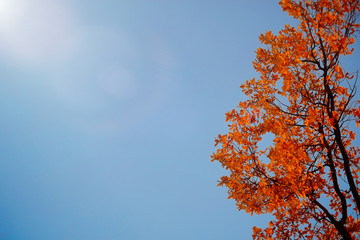 Autumn leaves against blue sky