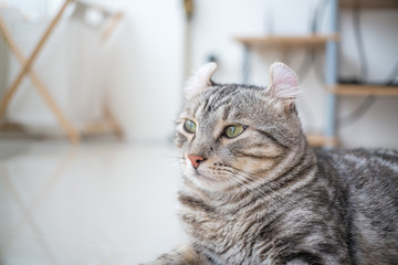 Fototapeta premium American Curl Cats in my house, it was looking at you .