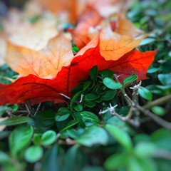 Herbstliches Blatt zwischen Lingustern Hecke