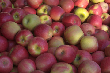 Apples at Apple Hill, El Dorado County, California