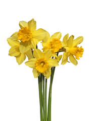 Bouquet de narcisses