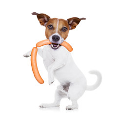 hungry dog