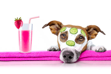 dog with a beauty mask wellness spa