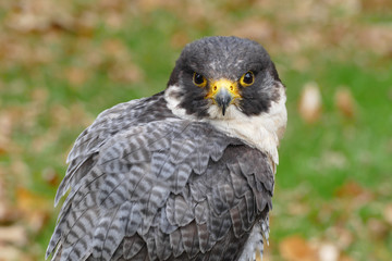 Peregrine falcon portrait