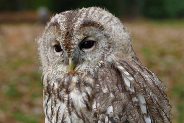 owl