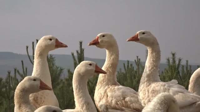 Geese at a meeting