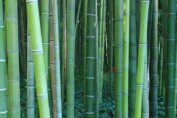 La bambouseraie en Cévennes d’Anduze