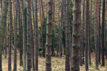 autumnal forest © amadeusz