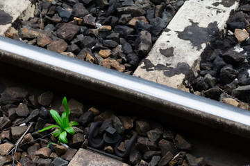 Planta en vía de tren