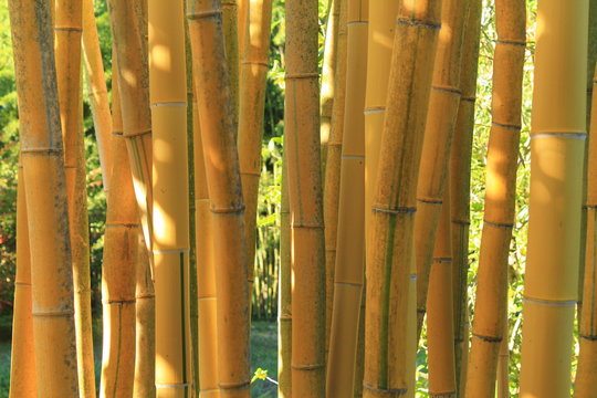 La bambouseraie en Cévennes d’Anduze
