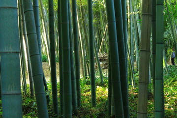 La bambouseraie en Cévennes d’Anduze
