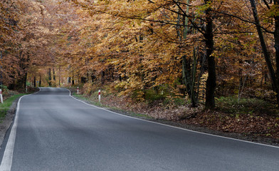 road through the autumn forest